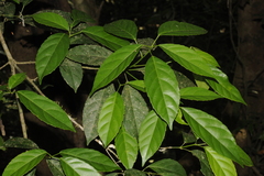 Cleidion javanicum